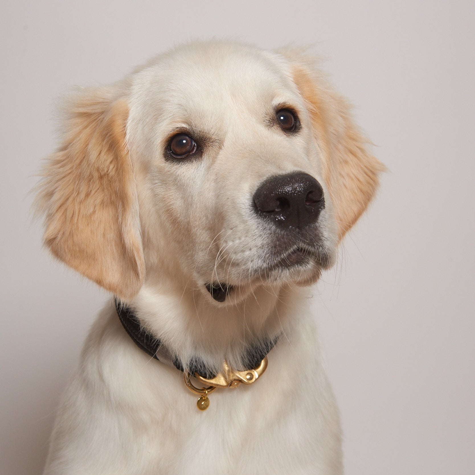 How To Measure Your Dog Correctly For A Dog Collar