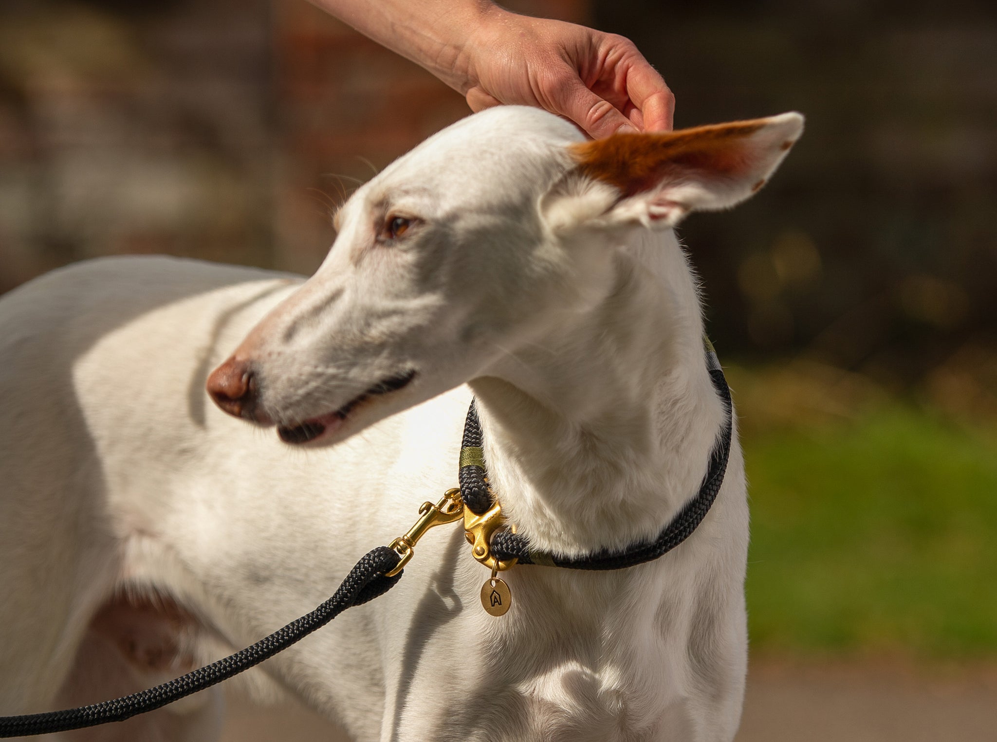 Who Makes The Best British Dog Collars?