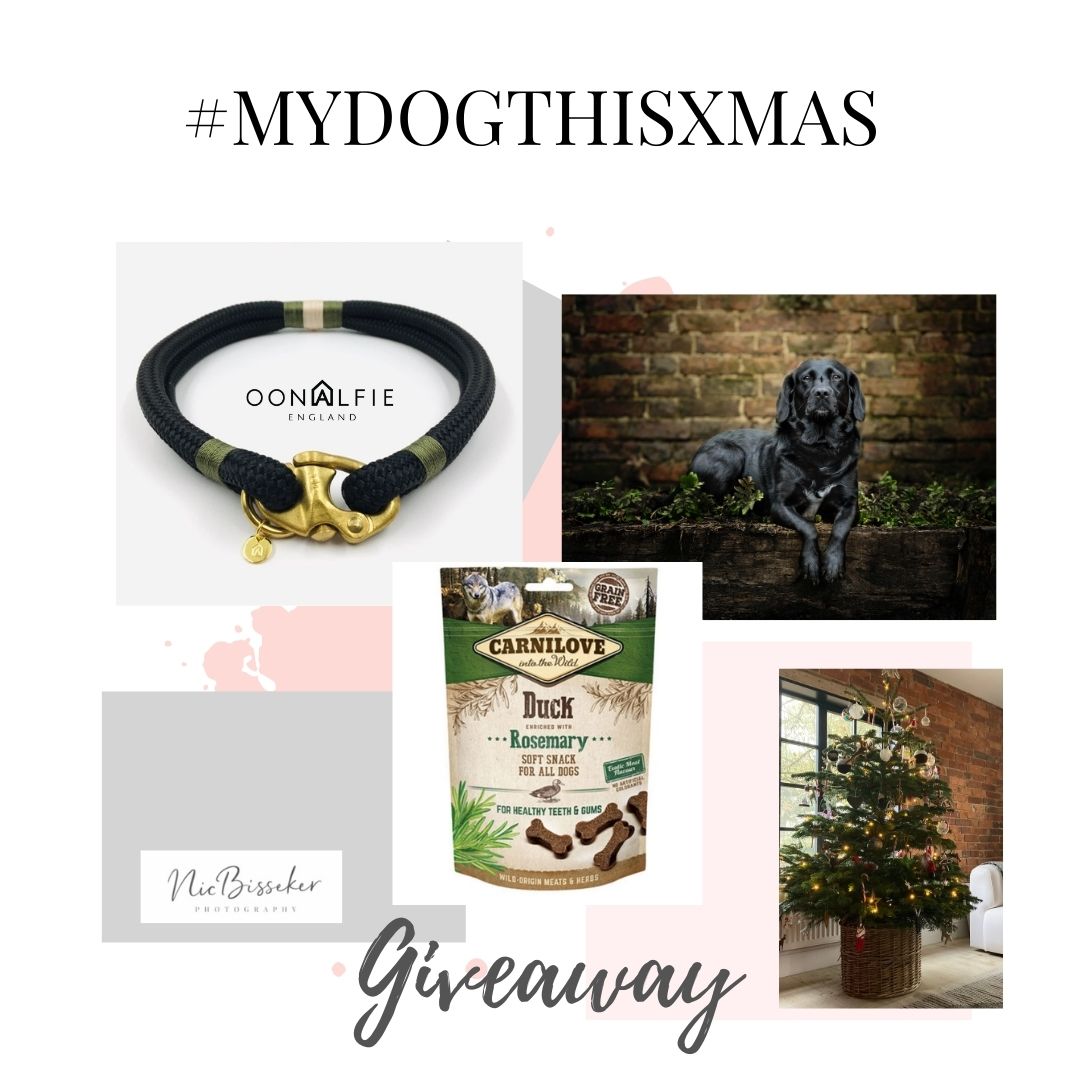 What spending Christmas with my dog means to me..........