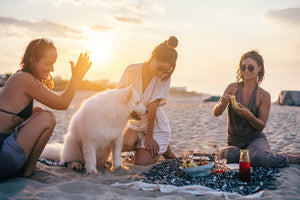 What to expect when taking your dog on holiday