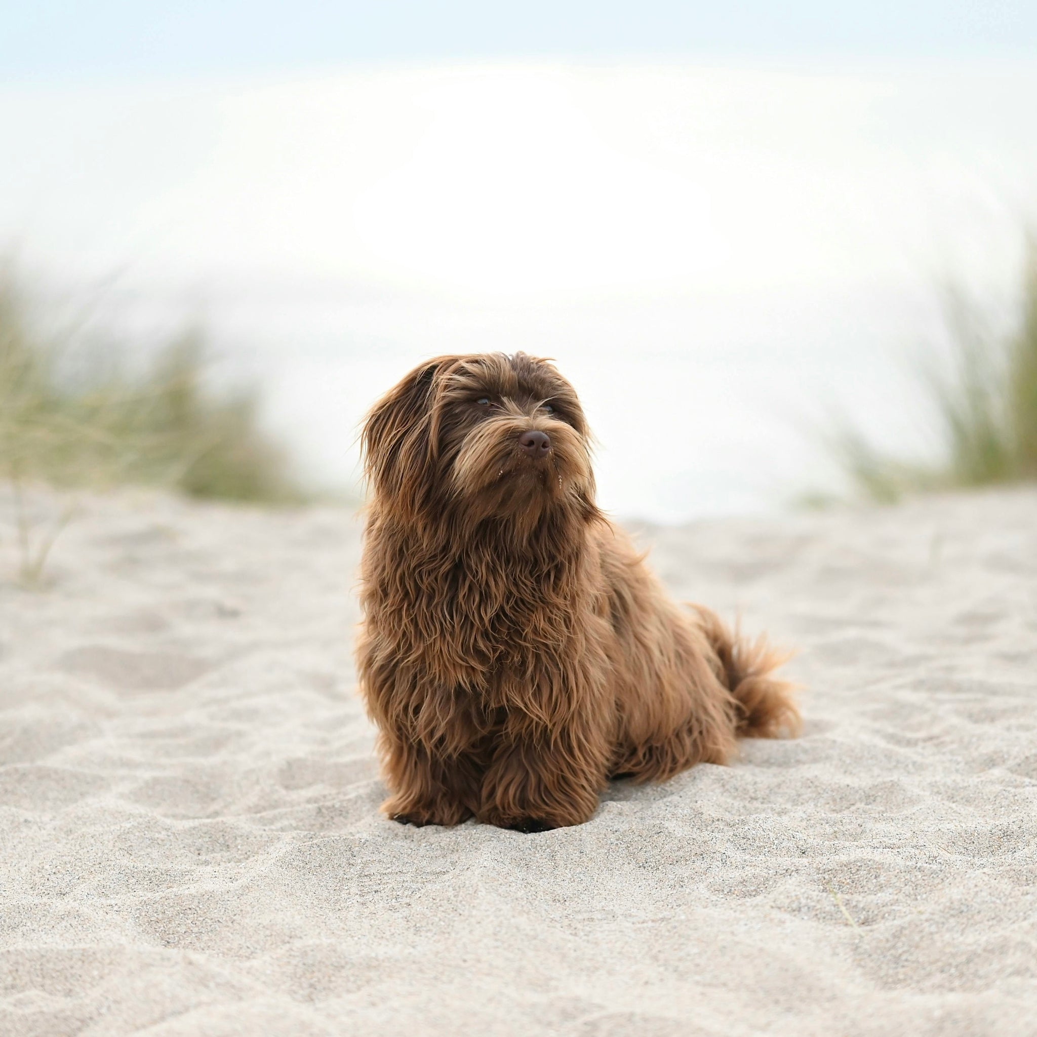 What to Do with Your Dog When You Go on Holiday: Your Options Explained