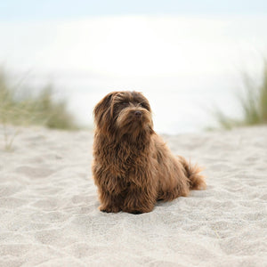 What to Do with Your Dog When You Go on Holiday: Your Options Explained