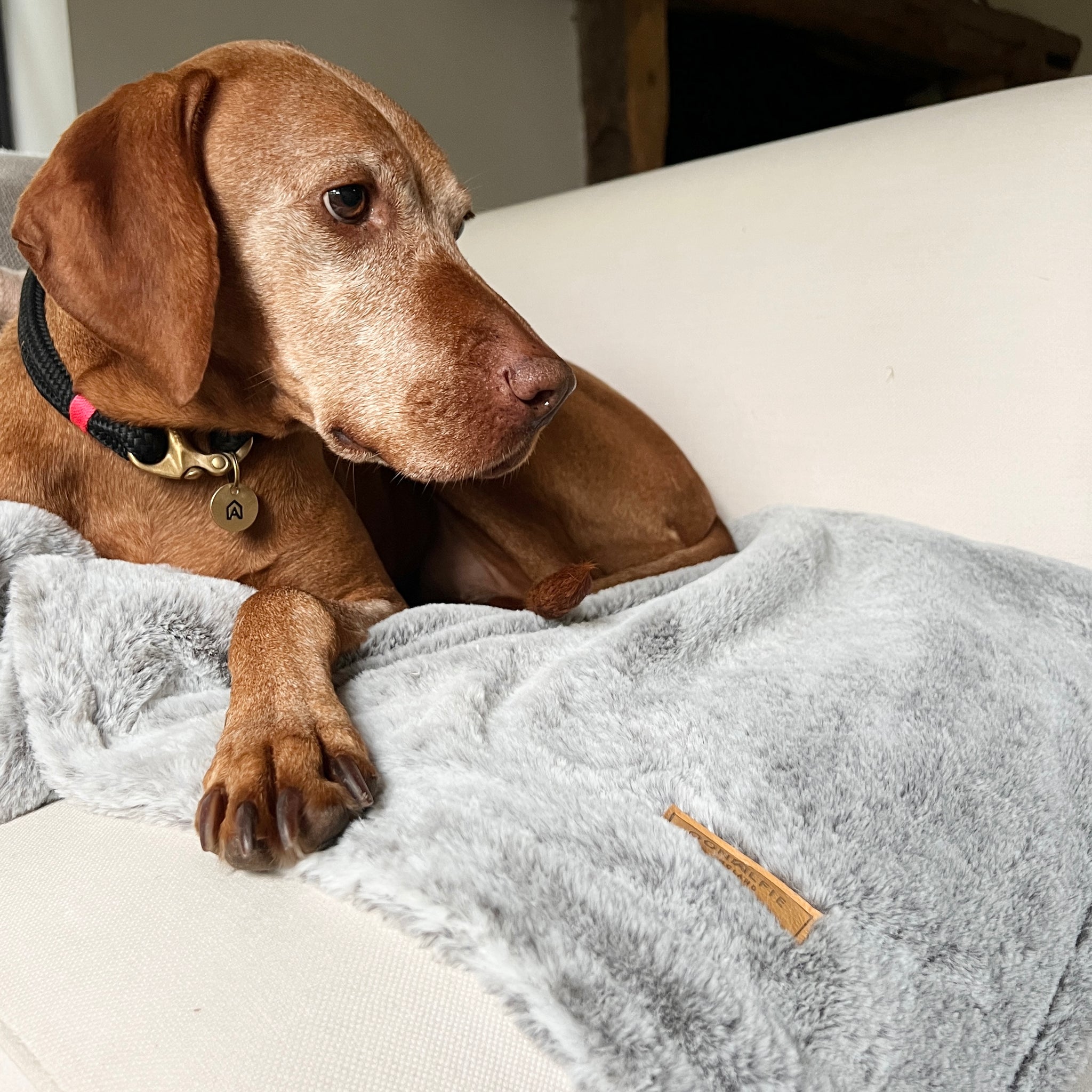 Designer dog blanket best sale
