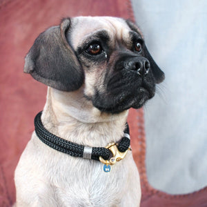 Pug sitting in leather chair. cute pug cross wearing stunning luxury dog collar with gold detail