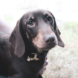 Stunning Dachshund wearing gorgeous luxury dog collar.  Black rope collar designed and made in the UK