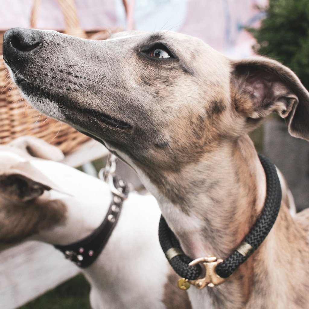 Petite Dog Collar - African Safari