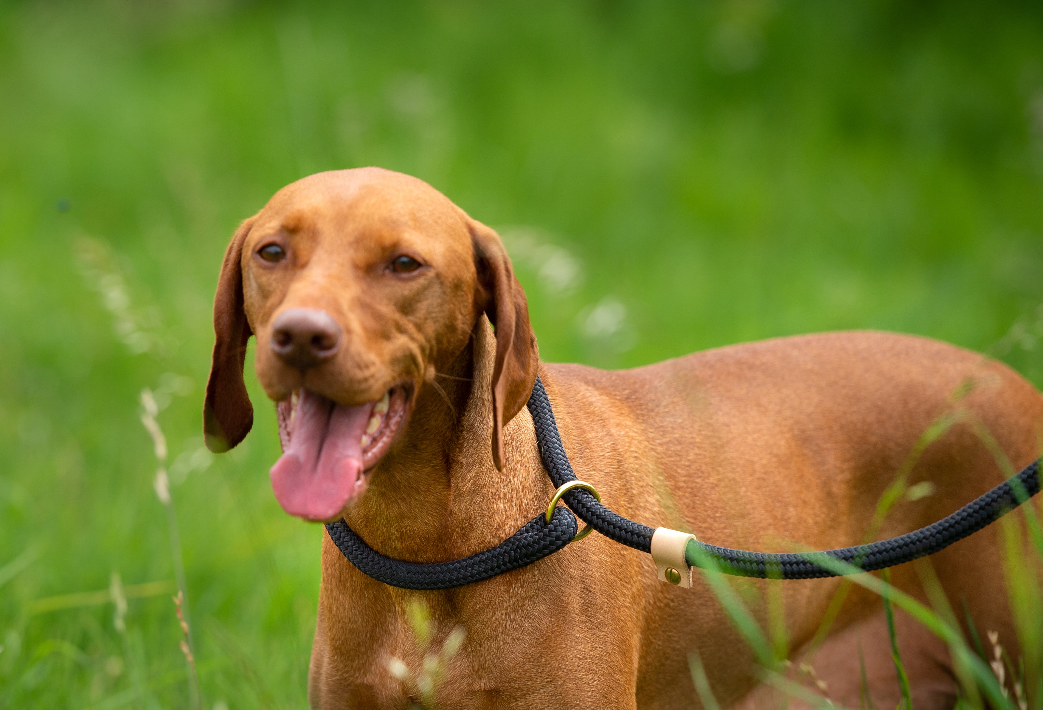 Stunning Hungarian Vizsla working in the field with luxury rope slip lead.  Perfect accessory for all working dog owners.
