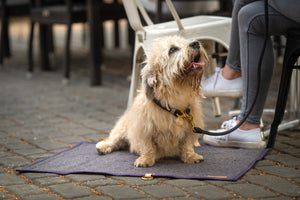 cute dog outside cafe with beautiful british made collar
